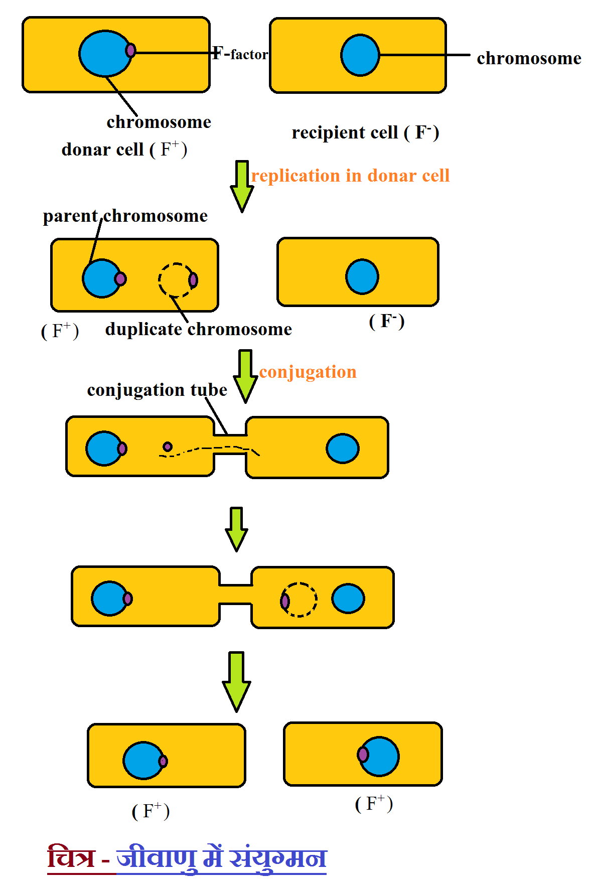 Sexual Reproduction In Bacteria Ncert Science In Hindi Sexual Reproduction In Bacteria Ncert Science In Hindi
