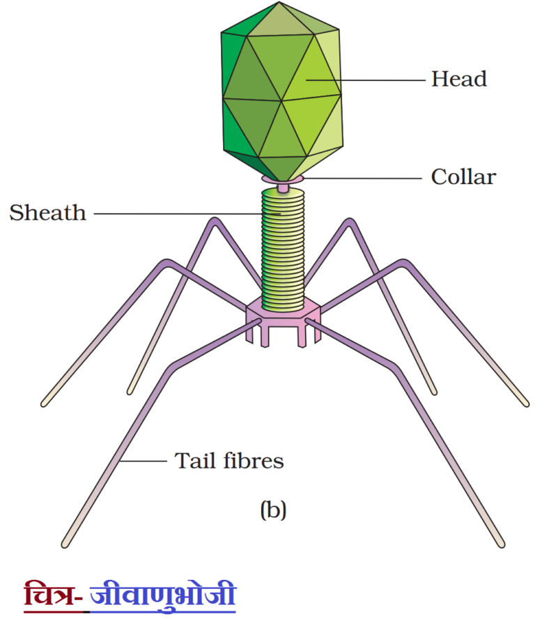 Virus structure and function in Hindi NCERT SCIENCE IN HINDI
