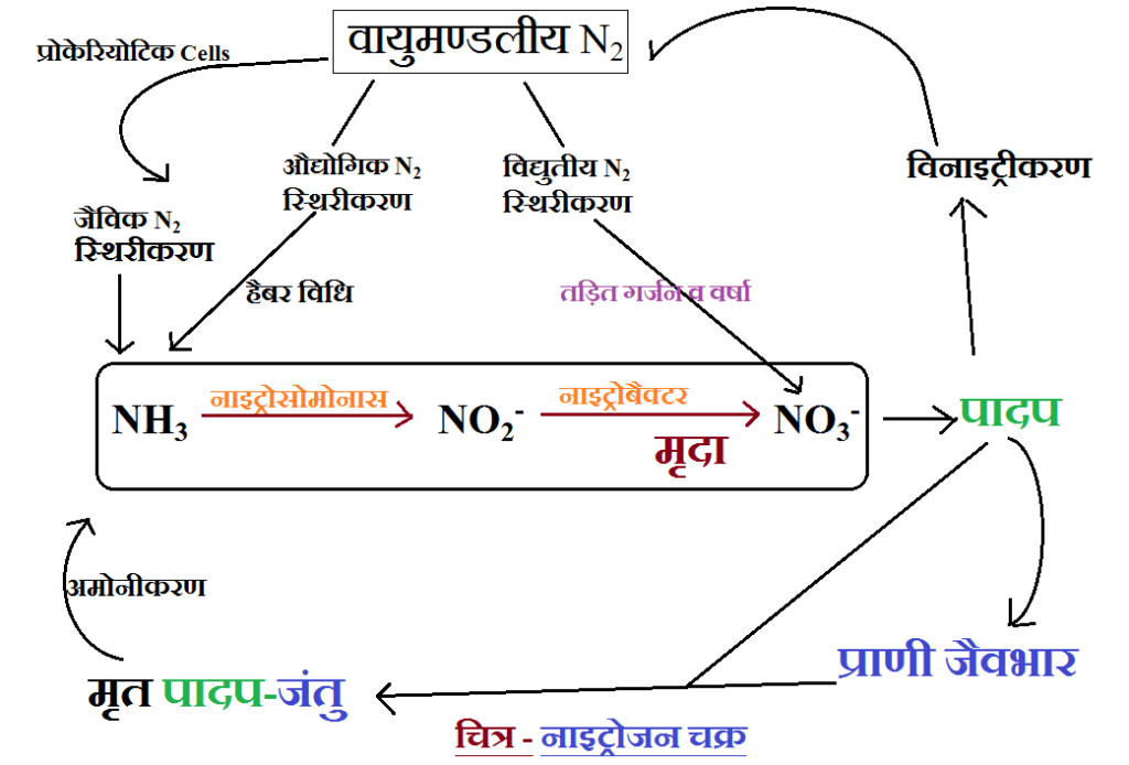 Nitrogen Cycle with labeled diagram NCERT SCIENCE IN HINDI