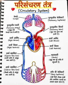 परिसंचरण तंत्र (Circulatory System) का लेबलयुक्त आरेख। चित्र में हृदय केंद्र में है, जो फेफड़ों और पूरे शरीर से रक्त का आदान-प्रदान करता है। ऑक्सीजन-रहित रक्त शरीर से शिराओं द्वारा हृदय के दाएँ भाग में आता है और फुफ्फुसीय धमनी से फेफड़ों तक जाता है। फेफड़ों में रक्त ऑक्सीजन ग्रहण करता है तथा फुफ्फुसीय शिराओं द्वारा हृदय के बाएँ भाग में लौटता है। इसके बाद बायाँ निलय महाधमनी और धमनियों के माध्यम से ऑक्सीजन-युक्त रक्त शरीर के विभिन्न अंगों तक भेजता है।