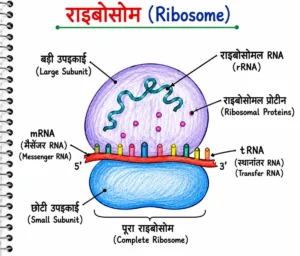 рд░рд╛рдЗрдмреЛрд╕реЛрдо (Ribosome) рдХреА рд╕рдВрд░рдЪрдирд╛ рдПрд╡рдВ рдкреНрд░рдореБрдЦ рднрд╛рдЧреЛрдВ рдХрд╛ рд╣рд╕реНрддрдирд┐рд░реНрдорд┐рдд рд░рдВрдЧреАрди рд▓реЗрдмрд▓рдпреБрдХреНрдд рдЖрд░реЗрдЦ