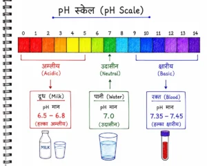रक्त, पानी और दूध का pH मान दर्शाता हस्तनिर्मित pH स्केल (pH Scale) आरेख, जिसमें रक्त (7.35–7.45), शुद्ध पानी (7.0) और दूध (6.5–6.8) के pH मान स्पाइरल सफेद नोटबुक पेज पर रंगीन लेबल के साथ दिखाए गए हैं।