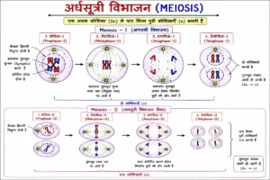 कोशिका (Cell) अर्धसूत्री विभाजन (Meiosis) का विस्तृत शैक्षिक चित्र, जिसमें Meiosis-I (अपचयी विभाजन) एवं Meiosis-II की सभी प्रमुख अवस्थाएँ—प्रोफेज, मेटाफेज, एनाफेज तथा टेलोफेज—क्रमवार दर्शाई गई हैं। चित्र में एक जनक कोशिका (2n) से चार आनुवंशिक रूप से भिन्न अगुणित पुत्री कोशिकाओं (n) के निर्माण, गुणसूत्रों के पृथक्करण तथा गुणसूत्र संख्या आधी होने की प्रक्रिया को स्पष्ट हिंदी लेबल के साथ समझाया गया है। यह चित्र NCERT, CBSE, NEET तथा अन्य प्रतियोगी परीक्षाओं के लिए अत्यंत उपयोगी है।