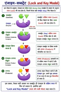 जैव-अणु (Biomolecules) अध्याय के अंतर्गत एंजाइम–सब्सट्रेट (Lock and Key Model) का चरणबद्ध चित्र, जिसमें एंजाइम का सक्रिय स्थल (Active Site), सब्सट्रेट का सटीक जुड़ना, एंजाइम–सब्सट्रेट संकुल (Enzyme–Substrate Complex), उत्पाद (Products) का निर्माण तथा एंजाइम के पुनः मुक्त होने की प्रक्रिया को सरल रूप में दर्शाया गया है।