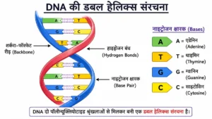 जैव-अणु (Biomolecules) अध्याय के अंतर्गत DNA की डबल हेलिक्स संरचना का विस्तृत चित्र, जिसमें शर्करा-फॉस्फेट रीढ़ (Backbone), एडेनिन (A), थाइमिन (T), ग्वानिन (G), साइटोसिन (C), हाइड्रोजन बंध (Hydrogen Bonds) तथा पूरक क्षारक युग्म (Base Pairs) को स्पष्ट रूप से दर्शाया गया है।
