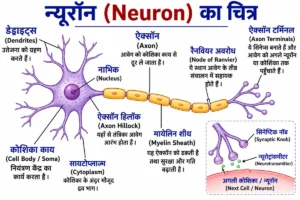 ऊतक (Tissues) अध्याय का न्यूरॉन (Neuron) का लेबलयुक्त चित्र, जिसमें डेंड्राइट्स (Dendrites), कोशिका काय (Cell Body), नाभिक (Nucleus), एक्सॉन (Axon), मायेलिन शीथ (Myelin Sheath), रैनवियर की गाँठ (Node of Ranvier) तथा एक्सॉन टर्मिनल (Axon Terminal) को हिंदी लेबल और अंग्रेज़ी नाम (ब्रैकेट में) सहित दर्शाया गया है।