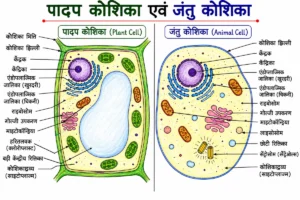 कोशिका (Cell)- पादप कोशिका एवं जंतु कोशिका का विस्तृत तुलनात्मक शैक्षिक चित्र, जिसमें कोशिका भित्ति, कोशिका झिल्ली, केंद्रक, केंद्रिका, माइटोकॉन्ड्रिया, हरितलवक, गोल्जी उपकरण, राइबोसोम, एन्डोप्लाज्मिक जालिका, रिक्तिका, लाइसोसोम तथा सेंट्रोसोम जैसे प्रमुख कोशिका अंगकों को स्पष्ट हिंदी लेबल के साथ दर्शाया गया है। यह चित्र NCERT, CBSE, NEET तथा प्रतियोगी परीक्षाओं के लिए उपयोगी है।