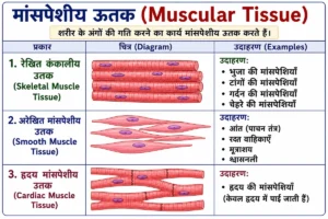 ऊतक (Tissues) अध्याय का पेशीय ऊतक (Muscular Tissue) का चित्र, जिसमें रेखित कंकालीय पेशी (Skeletal Muscle), अरेखित पेशी (Smooth Muscle) तथा हृदय पेशी (Cardiac Muscle) को हिंदी लेबल और अंग्रेज़ी नाम (ब्रैकेट में) सहित स्पष्ट रूप से दर्शाया गया है।