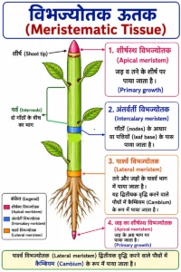 ऊतक (Tissues) अध्याय का विभज्योतक ऊतक (Meristematic Tissue) का लेबलयुक्त चित्र, जिसमें शीर्षस्थ विभज्योतक (Apical Meristem), अंतर्वर्ती विभज्योतक (Intercalary Meristem) तथा पार्श्व विभज्योतक (Lateral Meristem/Cambium) का स्थान हिंदी लेबल और अंग्रेज़ी नाम (ब्रैकेट में) सहित दर्शाया गया है।