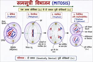 कोशिका (Cell) समसूत्री विभाजन (Mitosis) का विस्तृत शैक्षिक चित्र, जिसमें एक जनक कोशिका (2n) से दो समान पुत्री कोशिकाओं (2n) के बनने की प्रक्रिया दिखाई गई है। चित्र में प्रोफेज, मेटाफेज, एनाफेज तथा टेलोफेज/साइटोकाइनेसिस की सभी अवस्थाओं को गुणसूत्र, स्पिंडल तंतु, ध्रुव एवं केंद्रक झिल्ली के स्पष्ट हिंदी लेबल के साथ दर्शाया गया है। यह चित्र NCERT, CBSE तथा प्रतियोगी परीक्षाओं के लिए उपयुक्त है।