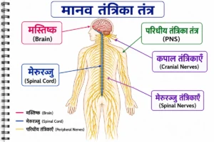 तंत्रिका तंत्र (Nervous System) का लेबलयुक्त चित्र, जिसमें मस्तिष्क (Brain), मेरुरज्जु (Spinal Cord) तथा शरीर की प्रमुख तंत्रिकाओं (Peripheral Nerves) को हिंदी लेबल एवं अंग्रेज़ी नाम (ब्रैकेट में) सहित स्पष्ट रूप से दर्शाया गया है।