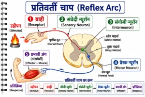 तंत्रिका तंत्र (Nervous System) में प्रतिवर्ती चाप (Reflex Arc) का शैक्षिक चित्र, जिसमें ग्राही (Receptor), संवेदी न्यूरॉन (Sensory Neuron), मेरुरज्जु (Spinal Cord), संयोजी न्यूरॉन (Interneuron), प्रेरक न्यूरॉन (Motor Neuron) तथा प्रभावी अंग (Effector) के माध्यम से प्रतिवर्ती क्रिया के क्रम को हिंदी लेबल एवं अंग्रेज़ी नाम (ब्रैकेट में) सहित दर्शाया गया है।
