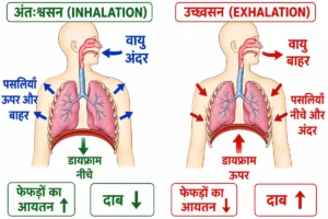 मानव में श्वसन (Respiration in Human) की क्रियाविधि का diagram जिसमें अंतःश्वसन और उच्छ्वसन के दौरान डायफ्राम, पसलियों, फेफड़ों के आयतन, दाब और वायु की दिशा दिखाई गई है।