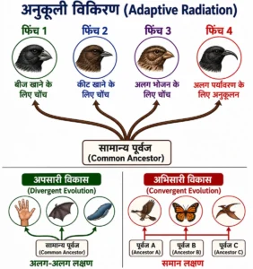 विकासवाद (Evolution) में अनुकूली विकिरण (Adaptive Radiation) का diagram सामान्य पूर्वज से विभिन्न फिंचों में भोजन और पर्यावरण के अनुसार अलग-अलग अनुकूलन तथा अपसारी और अभिसारी विकास दिखाता है।