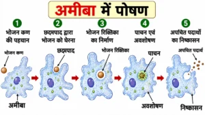 जैव प्रक्रम (Life Processes) अध्याय का शैक्षिक चित्र, जिसमें अमीबा द्वारा कूटपाद (Pseudopodia) की सहायता से भोजन ग्रहण करना, खाद्य रसधानी (Food Vacuole) का निर्माण, पाचन, अवशोषण तथा उत्सर्जन की संपूर्ण प्रक्रिया दिखाई गई है।