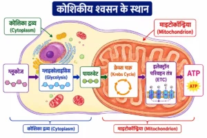 मानव में श्वसन (Respiration in Human) के कोशिकीय स्तर पर ग्लाइकोलाइसिस, पाइरुवेट, क्रेब्स चक्र, इलेक्ट्रॉन परिवहन तंत्र और ATP निर्माण के स्थानों को दर्शाने वाला educational diagram।