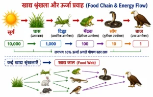 पारिस्थितिकी (Ecology) में खाद्य श्रृंखला (Food Chain) और ऊर्जा प्रवाह को सूर्य, घास, टिड्डा, मेंढक, साँप और बाज के माध्यम से दिखाया गया है, साथ में 10% ऊर्जा स्थानांतरण और खाद्य जाल भी दर्शाया गया है।