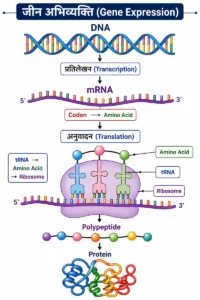 आनुवंशिकी (Genetics) जीन अभिव्यक्ति (Gene Expression) diagram में DNA से प्रतिलेखन द्वारा mRNA, फिर अनुवादन द्वारा polypeptide और अंत में protein बनने की प्रक्रिया दिखाई गई है।