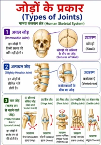 कंकाल तंत्र (Skeletal System) में जोड़ों के प्रकारों का लेबलयुक्त चित्र, जिसमें अचल जोड़ (Immovable Joint), अल्पचल जोड़ (Slightly Movable Joint), बॉल एवं सॉकेट जोड़ (Ball and Socket Joint), हिंज जोड़ (Hinge Joint), पिवट जोड़ (Pivot Joint), ग्लाइडिंग जोड़ (Gliding Joint) तथा सैडल जोड़ (Saddle Joint) को हिंदी लेबल एवं अंग्रेज़ी नाम (ब्रैकेट में) सहित स्पष्ट रूप से दर्शाया गया है।