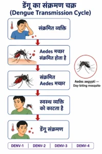 डेंगू बुखार (Dengue Fever) के संक्रमण चक्र का शैक्षिक diagram, जिसमें संक्रमित व्यक्ति, Aedes aegypti मच्छर, संक्रमित मच्छर, स्वस्थ व्यक्ति और DENV-1, DENV-2, DENV-3 तथा DENV-4 serotypes दिखाए गए हैं।