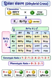 आनुवंशिकी (Genetics) द्विसंकर संकरण (Dihybrid Cross) के Checkerboard में RRYY और rryy से F₁ RrYy तथा F₂ के 16 संभावित genotypes, 1:2:1:2:4:2:1:2:1 जीनोटाइपी अनुपात और 9:3:3:1 लक्षणप्ररूपी अनुपात दिखाया गया है।