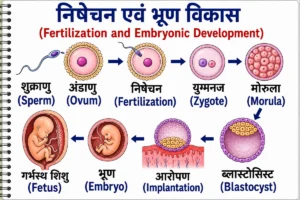 प्रजनन तंत्र (Reproductive System) का क्रमबद्ध चित्र, जिसमें शुक्राणु (Sperm), अंडाणु (Ovum), निषेचन (Fertilization), युग्मनज (Zygote), मोरुला (Morula), ब्लास्टोसिस्ट (Blastocyst), आरोपण (Implantation), भ्रूण (Embryo) तथा गर्भस्थ शिशु (Fetus) के विकास क्रम को बड़े हिंदी लेबल एवं अंग्रेज़ी नाम (ब्रैकेट में) सहित स्पष्ट रूप से दर्शाया गया है।