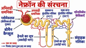 जैव प्रक्रम (Life Processes) अध्याय का NCERT शैली का नेफ्रॉन का विस्तृत चित्र, जिसमें अभिवाही धमनिका, ग्लोमेरुलस, बोमैन कैप्सूल, अपवाही धमनिका, परिनलिकीय केशिकाएँ, प्राक्सन्न कुंडलित नलिका (PCT), हेनले का लूप, पश्च सन्न कुंडलित नलिका (DCT), संग्राहक नलिका तथा रक्त एवं निस्यंद के प्रवाह को स्पष्ट रूप से दर्शाया गया है।