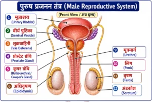 प्रजनन तंत्र (Reproductive System) का लेबलयुक्त चित्र, जिसमें पुरुष प्रजनन तंत्र के प्रमुख अंग—वृषण (Testes), अंडकोश (Scrotum), अधिवृषण (Epididymis), शुक्रवाहिनी (Vas Deferens), वीर्य पुटिका (Seminal Vesicle), प्रोस्टेट ग्रंथि (Prostate Gland), कूपर ग्रंथि (Bulbourethral Gland), मूत्रमार्ग (Urethra) तथा लिंग (Penis)—को बड़े हिंदी लेबल एवं अंग्रेज़ी नाम (ब्रैकेट में) सहित स्पष्ट रूप से दर्शाया गया है।