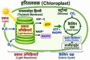 पादप विज्ञान (Botany) में प्रकाश अभिक्रियाओं और कैल्विन चक्र का हरितलवक आधारित शैक्षिक चित्र, जिसमें थायलाकोइड झिल्ली, स्ट्रोमा, ATP, NADPH, CO₂, O₂ और कार्बोहाइड्रेट का प्रवाह दिखाया गया है।