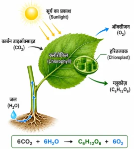 पादप विज्ञान (Botany) में प्रकाश संश्लेषण की प्रक्रिया का शैक्षिक चित्र, जिसमें पत्ती तक कार्बन डाइऑक्साइड, जल और सूर्य का प्रकाश पहुँचते हुए तथा ग्लूकोज़ और ऑक्सीजन के निर्माण को दिखाया गया है।