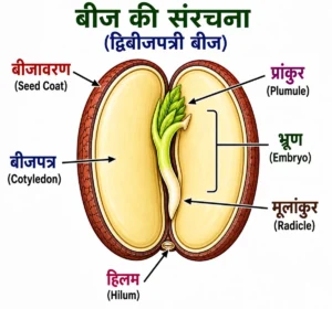 पादप विज्ञान (Botany) में द्विबीजपत्री बीज की संरचना का शैक्षिक चित्र, जिसमें बीजावरण, बीजपत्र, भ्रूण, प्रांकुर, मूलांकुर और हिलम को स्पष्ट रूप से दर्शाया गया है।
