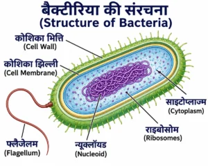सूक्ष्मजीव (Microorganisms) के अंतर्गत बैक्टीरिया की संरचना का शैक्षिक diagram, जिसमें कोशिका भित्ति, कोशिका झिल्ली, साइटोप्लाज्म, न्यूक्लॉयड, राइबोसोम और फ्लैजेलम दिखाए गए हैं।