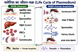 मानव रोग: मलेरिया (Malaria) मलेरिया का जीवन चक्र (Life Cycle of Plasmodium) मुख्य रूप से दो मेज़बानों—मनुष्य (मानव) और मादा एनोफिलीज मच्छर के बीच पूरा होता है।