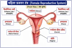 प्रजनन तंत्र (Reproductive System) का शैक्षिक चित्र, जिसमें महिला प्रजनन तंत्र के प्रमुख अंग—अंडाशय (Ovaries), अंडवाहिनी (Fallopian Tube), गर्भाशय (Uterus), गर्भाशय ग्रीवा (Cervix) तथा योनि (Vagina)—को बड़े हिंदी लेबल एवं अंग्रेज़ी नाम (ब्रैकेट में) सहित स्पष्ट रूप से दर्शाया गया है।