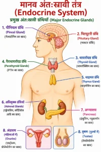 अंतःस्रावी तंत्र (Endocrine System) का लेबलयुक्त चित्र, जिसमें पिट्यूटरी ग्रंथि (Pituitary Gland), पीनियल ग्रंथि (Pineal Gland), थायरॉयड ग्रंथि (Thyroid Gland), पैराथायरॉयड ग्रंथि (Parathyroid Gland), थाइमस (Thymus), अधिवृक्क ग्रंथियाँ (Adrenal Glands), अग्न्याशय (Pancreas) तथा जनन ग्रंथियों (Gonads) को हिंदी लेबल एवं अंग्रेज़ी नाम (ब्रैकेट में) सहित स्पष्ट रूप से दर्शाया गया है।