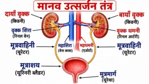 जैव प्रक्रम (Life Processes) अध्याय का मानव उत्सर्जन तंत्र का चित्र, जिसमें वृक्क, वृक्क धमनी, वृक्क शिरा, मूत्रवाहिनी, मूत्राशय तथा मूत्रमार्ग को बड़े हिंदी लेबलों सहित दर्शाया गया है।