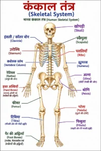 कंकाल तंत्र (Skeletal System) का लेबलयुक्त चित्र, जिसमें खोपड़ी (Skull), कशेरुक स्तंभ (Vertebral Column), पसलियाँ (Ribs), उरोस्थि (Sternum), श्रोणि (Pelvis), ऊपरी एवं निचले अंगों की प्रमुख हड्डियों को हिंदी लेबल तथा अंग्रेज़ी नाम (ब्रैकेट में) सहित स्पष्ट रूप से दर्शाया गया है।