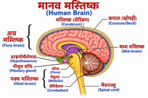 नियंत्रण एवं समन्वय (Control and Coordination) अध्याय के लिए मानव मस्तिष्क (Human Brain) का रंगीन NCERT शैली का लेबलयुक्त आरेख। इसमें कपाल (खोपड़ी) [Cranium/Skull], सेरिब्रम (Cerebrum), अग्र मस्तिष्क (Fore-brain), मध्य मस्तिष्क (Mid-brain), पश्च मस्तिष्क (Hind-brain), हाइपोथैलेमस (Hypothalamus), पीयूष ग्रंथि (Pituitary Gland), पोंस (Pons), मेडुला (Medulla), सेरिबेलम (Cerebellum) तथा मेरुरज्जु (Spinal Cord) को बड़े, स्पष्ट हिंदी लेबल एवं अंग्रेज़ी नामों (ब्रैकेट में) के साथ सफेद पृष्ठभूमि पर दर्शाया गया है।