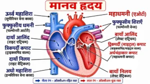 जैव प्रक्रम (Life Processes) अध्याय का मानव हृदय का NCERT शैली का चित्र, जिसमें दायाँ एवं बायाँ आलिंद, निलय, प्रमुख रक्त वाहिकाएँ, कपाट तथा रक्त प्रवाह को बड़े हिंदी लेबलों के साथ दिखाया गया है।