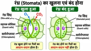जैव प्रक्रम (Life Processes) अध्याय का NCERT शैली का चित्र, जिसमें रंध्र (Stomata) के खुलने एवं बंद होने की प्रक्रिया, रक्षक कोशिकाएँ (Guard Cells), रंध्र छिद्र तथा गैसों के आदान-प्रदान को स्पष्ट रूप से दर्शाया गया है।