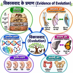 विकासवाद (Evolution) के प्रमाणों के infographic में जीवाश्म, समजात अंग, समरूप अंग, अवशेषी अंग, भ्रूणीय प्रमाण और आणविक प्रमाण को चित्रों द्वारा दिखाया गया है।