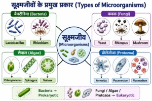 सूक्ष्मजीव (Microorganisms) के प्रमुख प्रकारों का educational diagram, जिसमें बैक्टीरिया, कवक, शैवाल और प्रोटोजोआ तथा उनके उदाहरण Lactobacillus, Rhizobium, Yeast, Spirogyra, Amoeba और Paramecium दिखाए गए हैं।