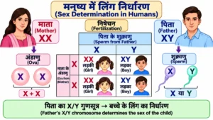 आनुवंशिकता (Heredity) के अंतर्गत मनुष्य में लिंग निर्धारण का आरेख, जिसमें माता के XX, पिता के XY, X और Y शुक्राणु तथा XX लड़की और XY लड़के के संभावित संयोजन दिखाए गए हैं।