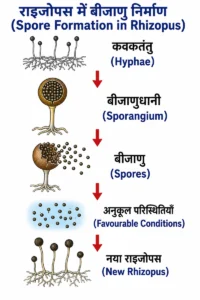 जीव जनन कैसे करते हैं (How Do Organisms Reproduce) राइजोपस में बीजाणु निर्माण (Spore Formation) द्वारा नए जीव के निर्माण की प्रक्रिया, जो जनन (Reproduction) की अलैंगिक विधि है।