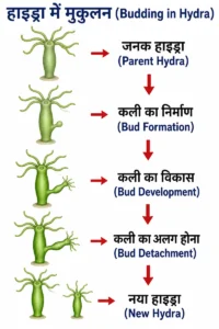 जीव जनन कैसे करते हैं (How Do Organisms Reproduce) हाइड्रा में मुकुलन (Budding) द्वारा नए जीव के निर्माण की प्रक्रिया, जो जनन (Reproduction) की अलैंगिक विधि है।
